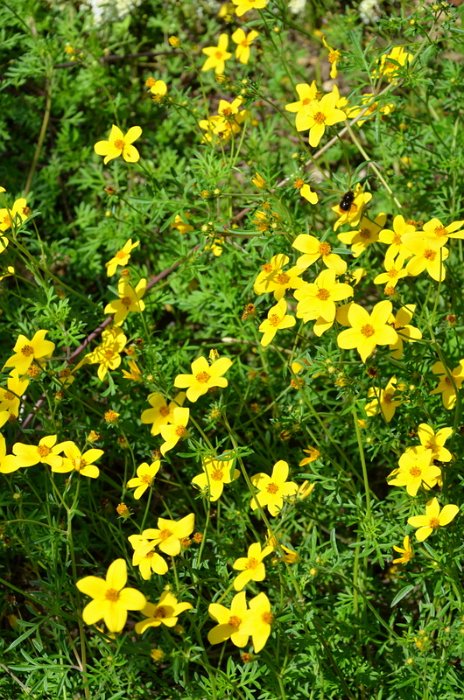 Bidens ferulifolia (2)